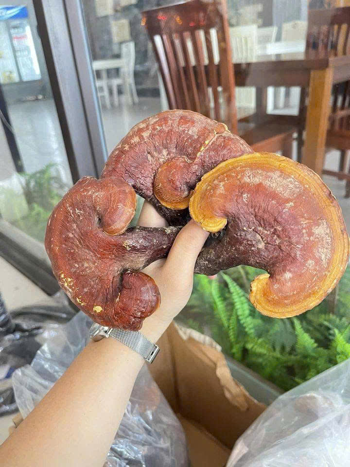 Uống nấm Lim Xanh nhiều có tốt không